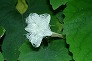 _2002_07_trichosanthes1.jpg