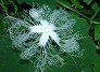 _2002_07_trichosanthes2.jpg