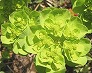 _2004_03_euphorbia.jpg