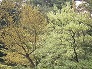 _2004_04_quercus_flw.jpg