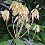 _2004_05_neolitsea1.jpg