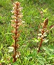 _2004_05_orobanche1.jpg