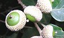 _2004_07_acorn.jpg
