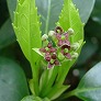 _2005_04_aucuba.jpg
