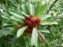 _2005_06_myrica.jpg
