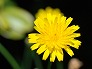_2007_05_hypochaeris.jpg