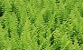 _2007_06_thelypteris.jpg