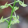 _2007_07_platanthera.jpg