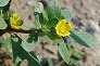 _2007_08_portulaca.jpg