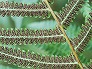 _2007_09_thelypteris2.jpg