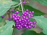 _2007_11_callicarpa.jpg