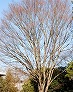 _2008_01_zelkova.jpg