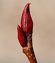 _2008_02_alnus.jpg