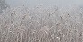_2008_02_fog.jpg