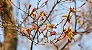 _2008_04_acer.jpg