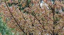 _2008_04_acer_crataegifolium.jpg