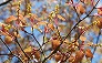 _2008_04_acer_crataegifolium2.jpg