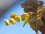 _2008_04_acer_crataegifolium3.jpg