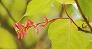 _2008_04_acer_crataegifolium4.jpg