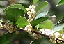 _2008_04_eurya2.jpg