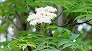 _2008_04_sorbus.jpg