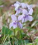 _2008_04_viola.jpg