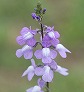 _2008_05_linaria2.jpg