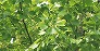 _2008_05_liriodendron2.jpg