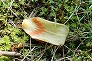 _2008_05_liriodendron_petal.jpg