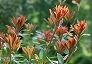 _2008_05_machilus.jpg