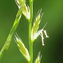 _2008_06_lolium.jpg