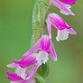 _2008_06_spiranthes1.jpg