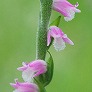 _2008_06_spiranthes2.jpg