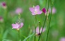 _2008_07_oenothera.jpg