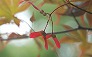 _2008_08_acer_fruits.jpg