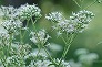 _2008_08_eupatorium.jpg