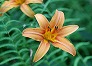_2008_08_hemerocallis.jpg