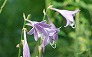 _2008_08_hosta.jpg