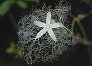 _2008_08_trichosanthes.jpg