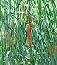 _2008_08_typha.jpg