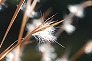 _2008_10_andropogon.jpg