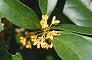 _2008_10_osmanthus.jpg