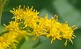 _2008_10_solidago.jpg