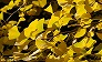 _2008_11_ginkgo.jpg