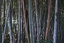 _2008_12_bamboo.jpg
