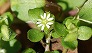 _2009_01_stellaria.jpg