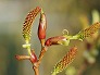 _2009_03_alnus.jpg
