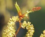 _2009_03_alnus2.jpg