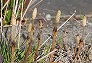 _2009_03_equisetum1.jpg