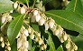 _2009_03_pieris.jpg